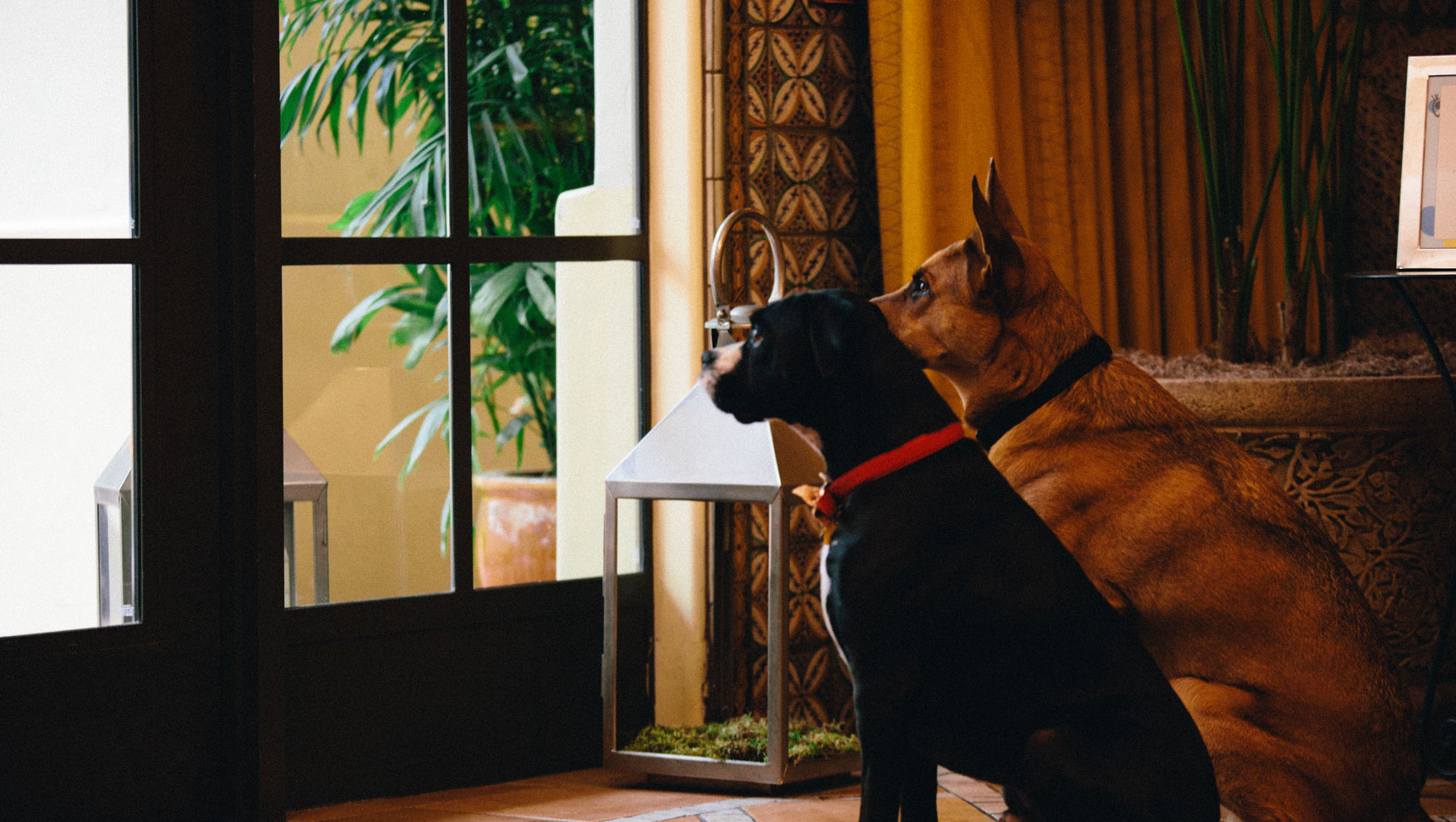 Two dogs looking out the window at hotel canary