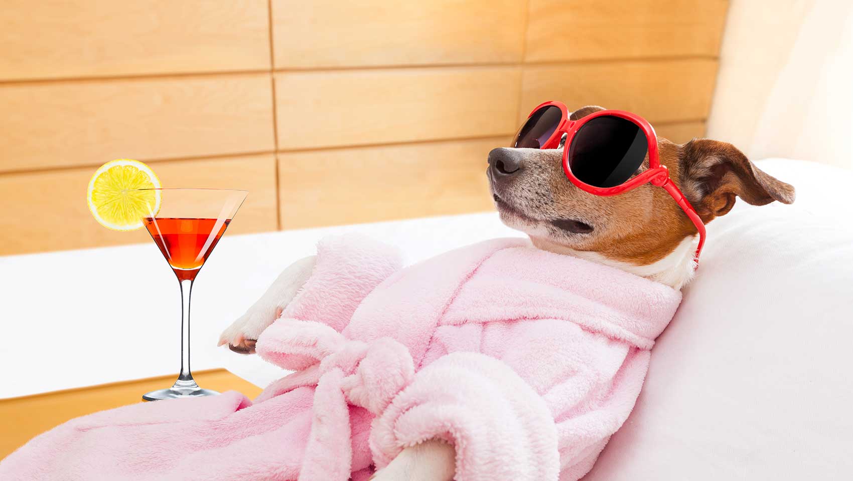 Dog Lounging