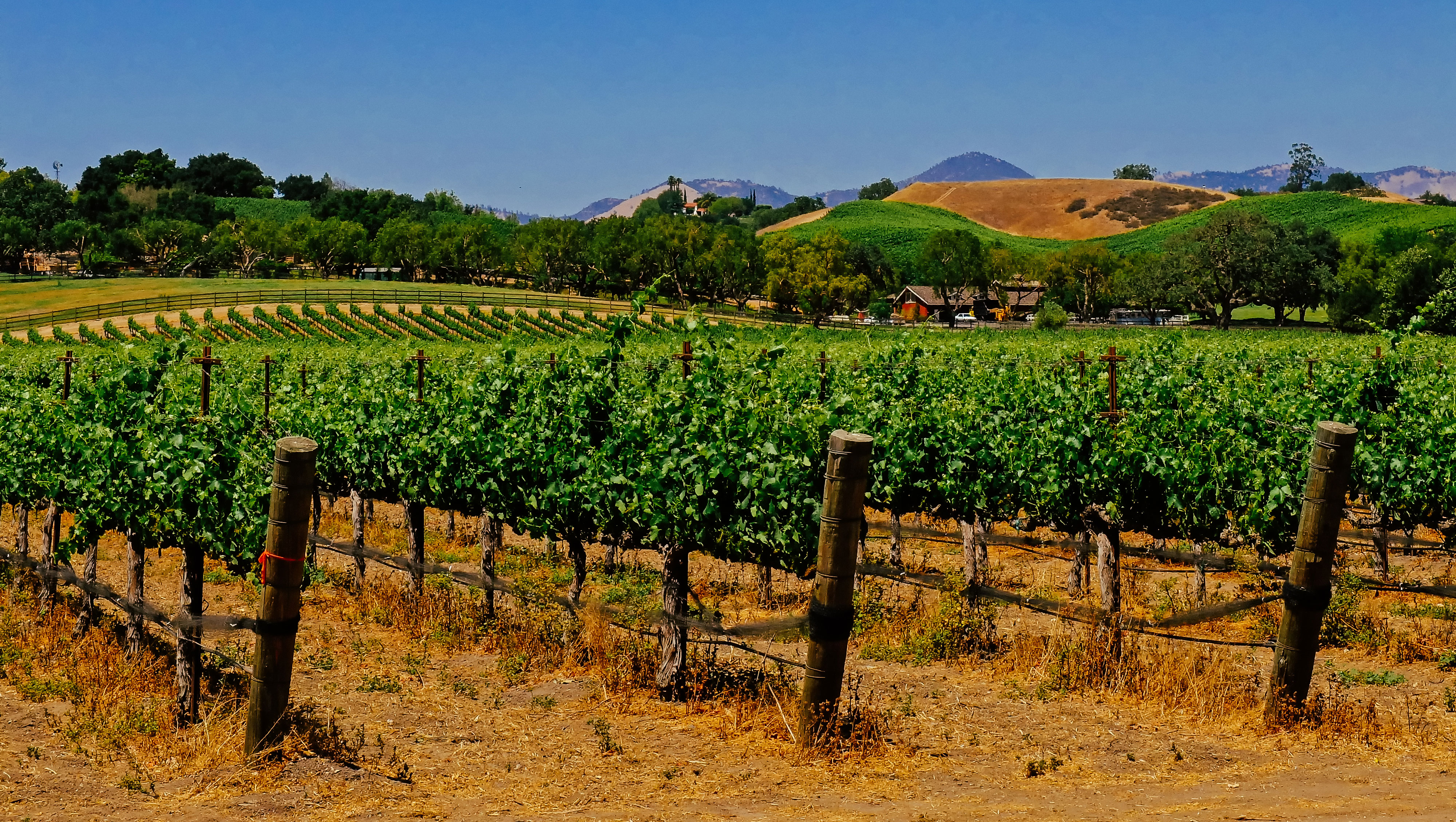 Winery View