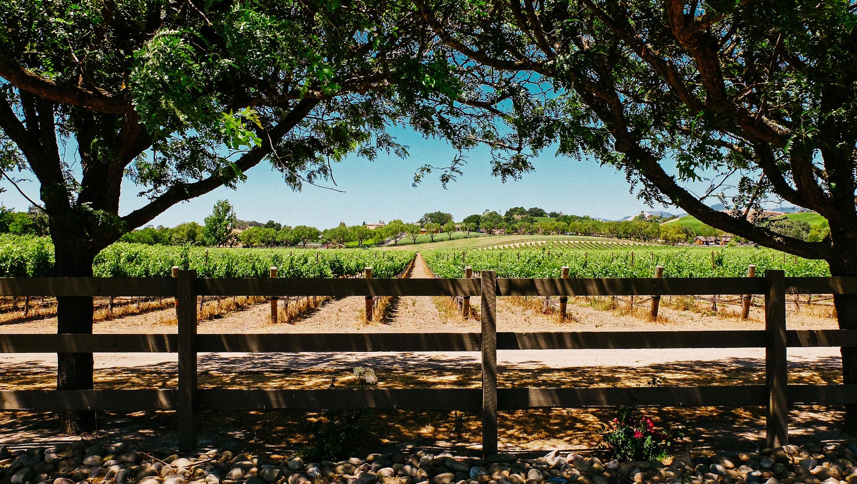 vineyards in wine country santa barbara