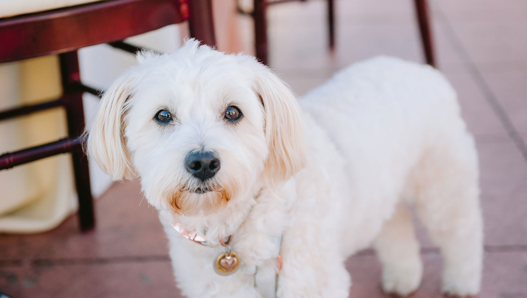 Kimpton Canary Real Weddings Pets