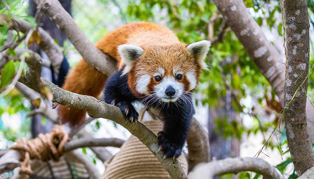 panda in tree