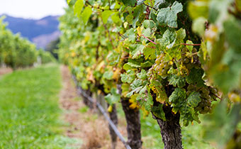 Sauvignon Blanc Grapes