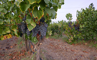 Vineyard Grapes