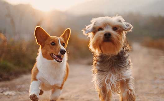 dogs running