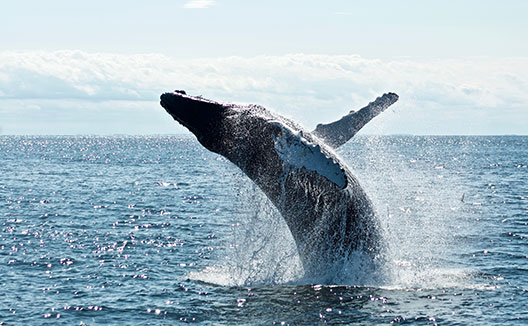 large whale in the ocean